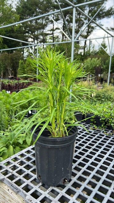 Other Sun Per. Liatris Spicata Kobold 132444 
