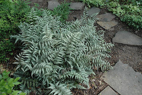 Fern Athyrium niponicum Pictum 132513 
