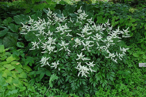  Astilbe arendsii Bridal Veil 137588 