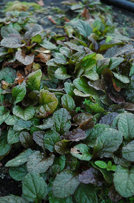  Ajuga Bronze Beauty 137700 