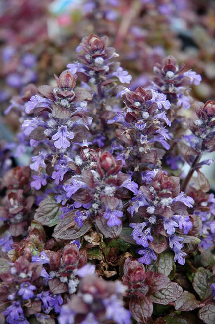  Ajuga Bronze Beauty 137700 