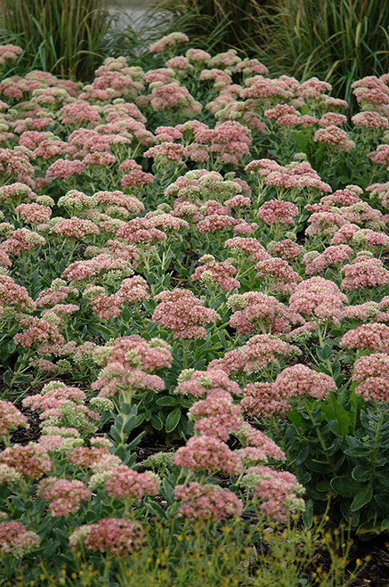 Sedum Autumn Joy 137795