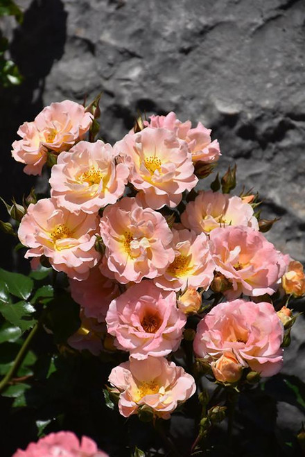 Other Rose Rosa Drift Pink 138916 
