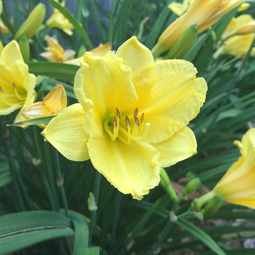 Hemorcallis Hemerocallis Happy Returns 141920 