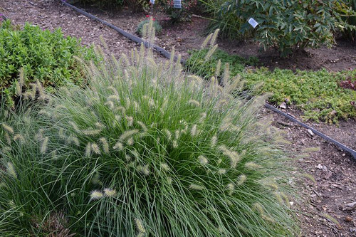  Pennisetum alopecuroides Little Bunny 144196 