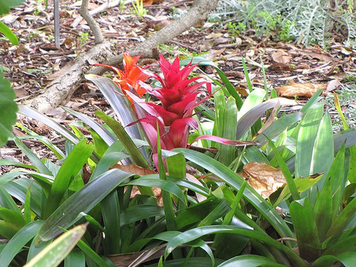 Bromeliads BROMELIAD TRIPLE CERAMIC  4" 