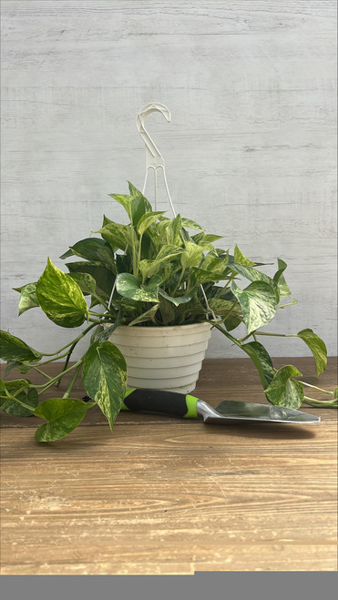 8" Fol. Hb. POTHOS MARBLE QUEEN 8"HB 