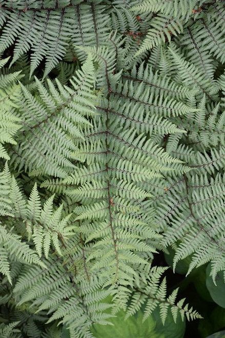 Fern Athyrium niponicum Ghost 148229 