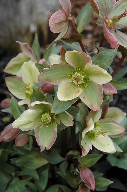 Helleborus Wedding Party Mix 322594