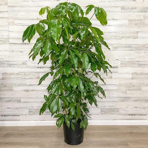 12" & Up Foliage SCHEFFLERA AMATE 14" 