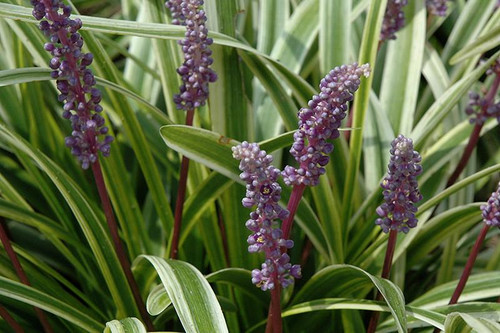  Liriope 324247 