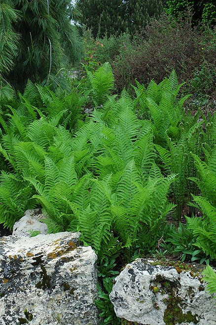 Fern Matteuccia struthiopteris 163716 