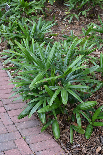 RHAPIS EXCELSA PALM 12"