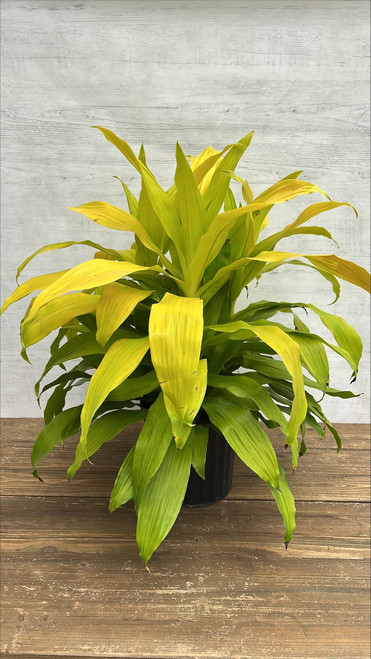 10" Foliage DRACAENA LIMELIGHT 10" 