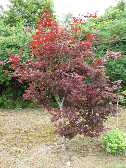 Acer palmatum Emperor l 168430