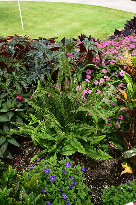 5-9" Foliage KIMBERLY QUEEN FERN 6" 