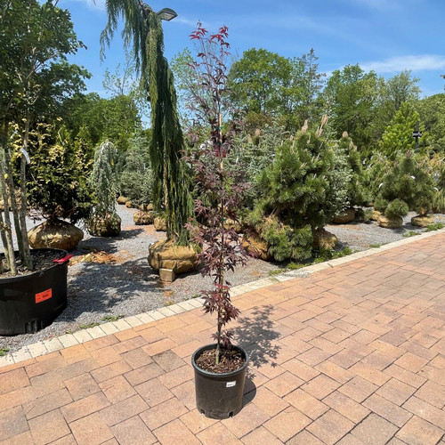 Acer palmatum Fireglow 168437