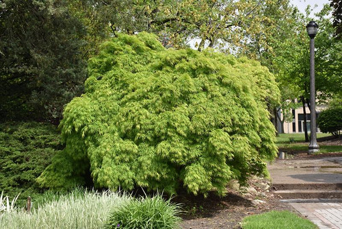  Acer palmatum dissectum Viridis 168440 