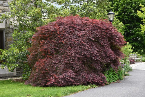  Acer palmatum dissectum Tamukeyama 168494 