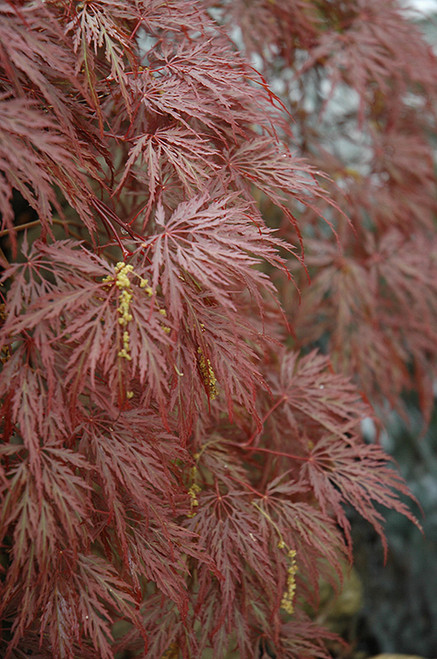 Acer palmatum dissectum Inaba Shidare 168530