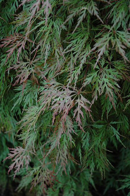 Acer palmatum dissectum Orangeola 168535