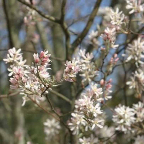 Other Dec. Tree Amelanchier x grandiflora Robin Hill 305832 