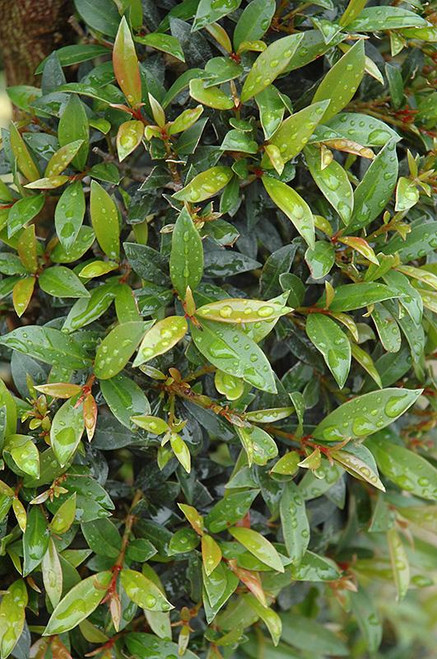 10" Foliage EUGENIA 2 BALL 10" 