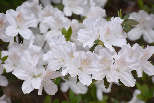 Azalea Delaware Valley White 168619