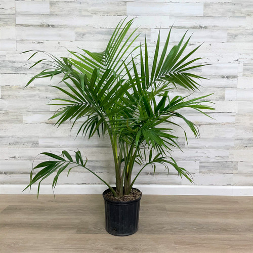 MAJESTY PALM 10" MULTI