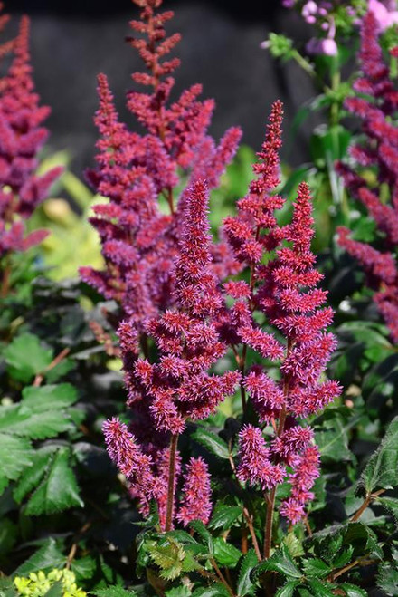  Astilbe chinensis Visions White Delight 332470 
