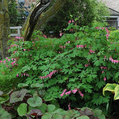  Dicentra Spectabilis 130632 