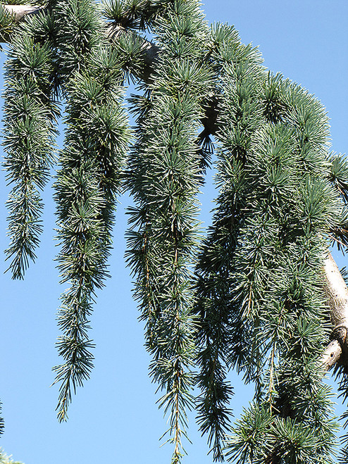 Cedrus atlantica Glauca Pendula 168859