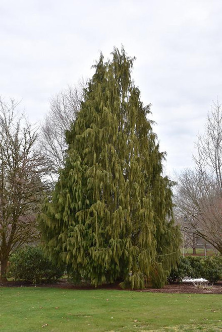 Chamacyparis Chamaecyparis nootkatensis Pendula 168923 