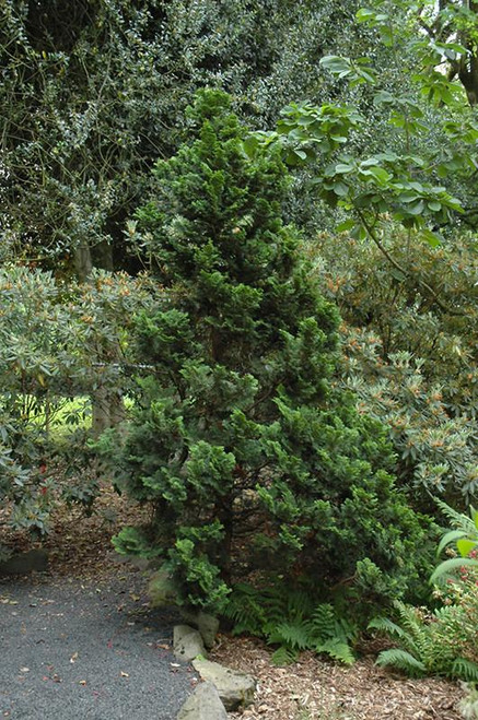 Chamacyparis Chamaecyparis obtusa Nana Gracilis 168947 