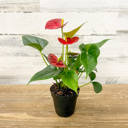 Up to 4" ANTHURIUM 4" 