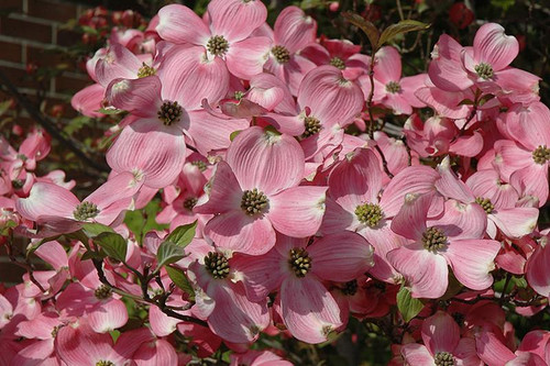  Cornus florida Cherokee Brave 169022 