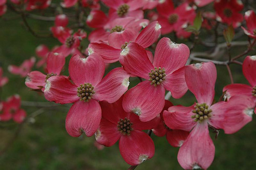  Cornus florida Cherokee Chief 169024 