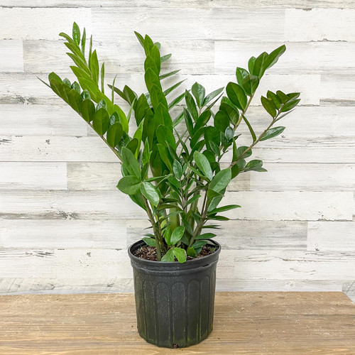 10" Foliage ZZ PLANT 10" 