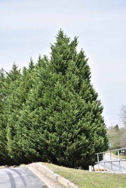 Leyland Cupressocyparis x leylandii 169079 