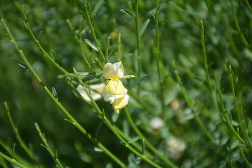 Other Deciduous Cytisus scoparius Moonlight 169085 
