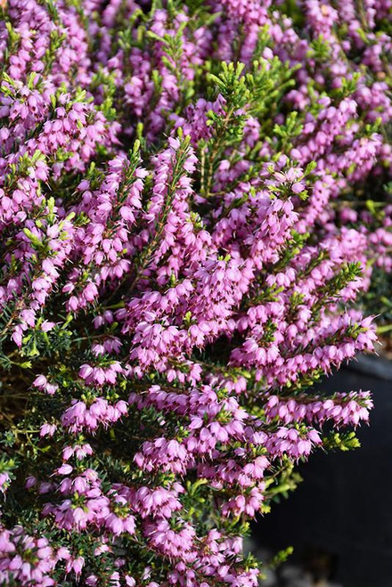 Heath / Heather Erica x darleyensis Mediterranean Pink 169099 