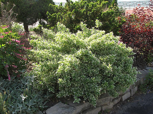 Euonymous Euonymus fortunei Emerald Gaiety 169111 