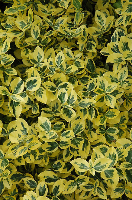 Euonymus fortunei Emerald n Gold 169114