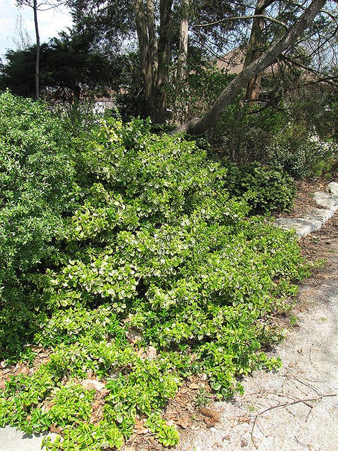 Euonymous Euonymus fortunei Emerald n Gold 169114 