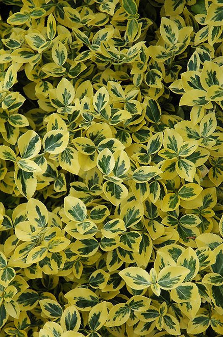 Euonymous Euonymus fortunei Emerald n Gold 169114 