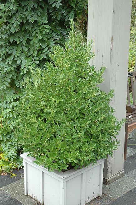 Euonymous Euonymus japonicus Grandifolius 169132 