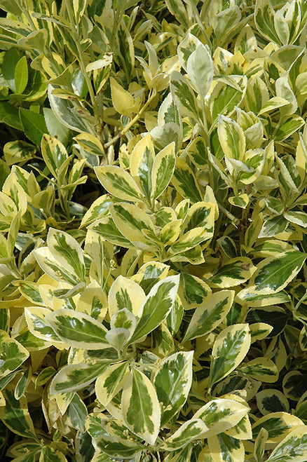 Euonymus japonicus Silver King 169142