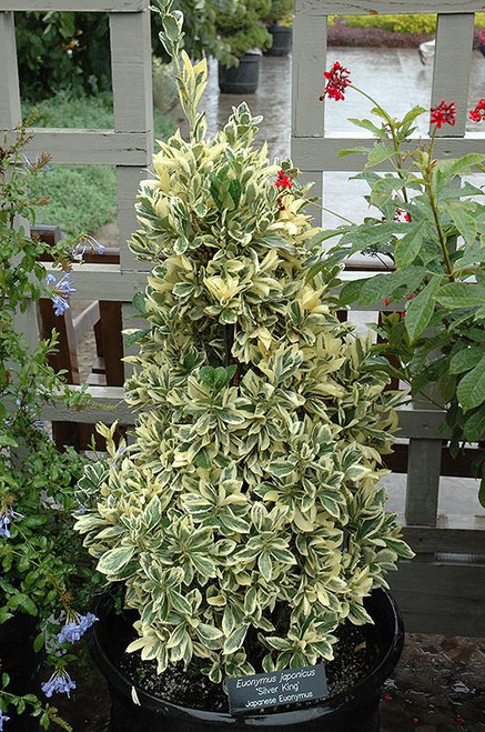 Euonymous Euonymus japonicus Silver King 169142 