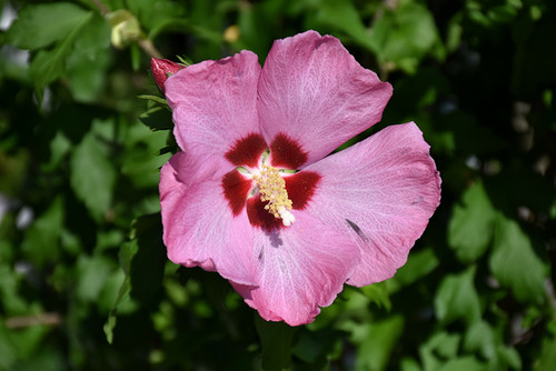 Hibiscus syriacus Aphrodite 169268