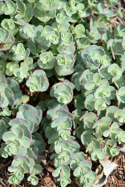 Sedum Sunsparkler Sapphire Tuffet 331796